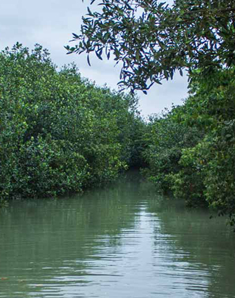Tumbes Forest | Tumbes