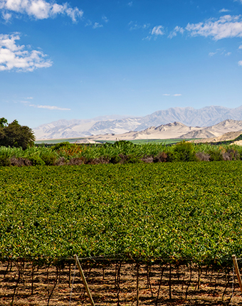 Pisco Vineyards | Ica